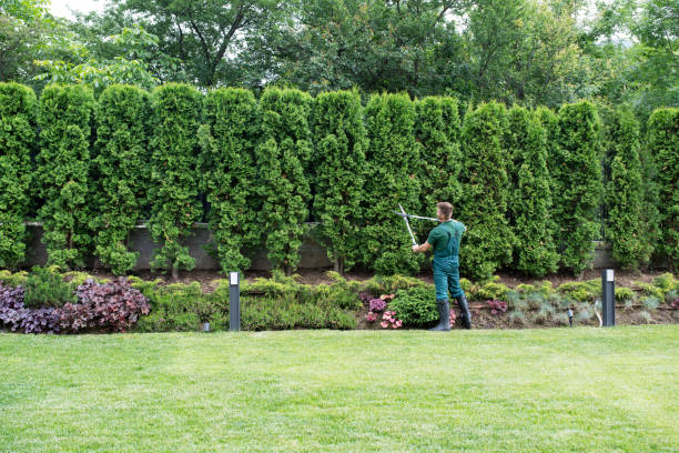 Lawn Renovation and Restoration in Walla Walla East, WA